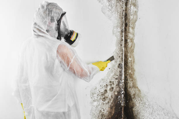 Best Basement Mold Removal  in USA